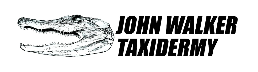 Taxidermy 