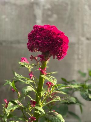 Personal fundraising photo